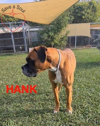 Hank boxer puro di 5 anni Foto 3